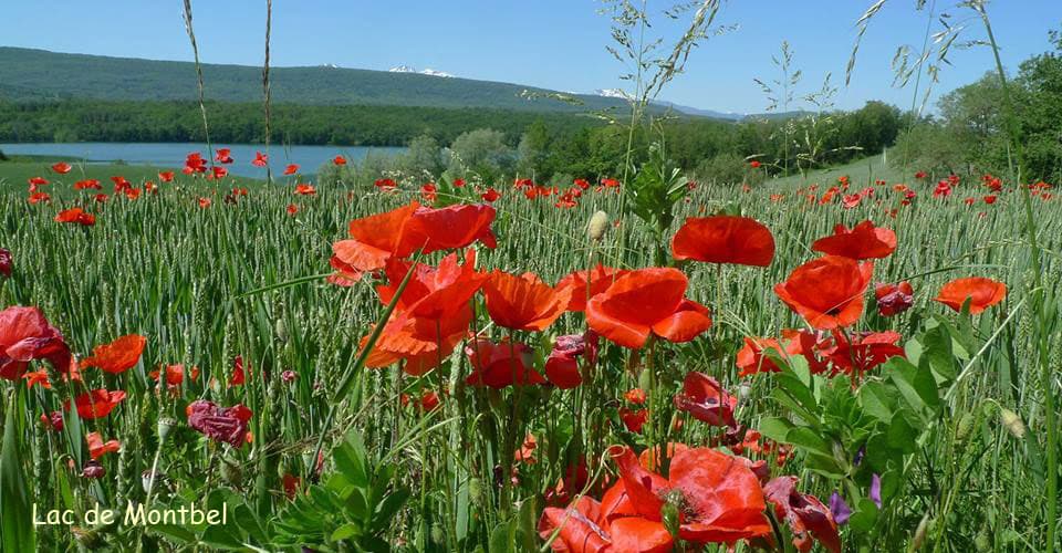 Lac de Montbel